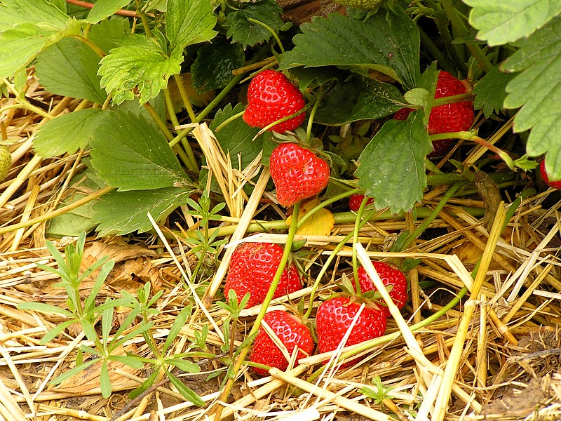 A Beginner S Guide To Growing Strawberries Networx