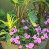 Alocasia Boa with NG Impatiens Fanfare Orchid