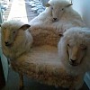 3 Headed Sheep Chair via Freshome.com