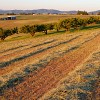 Straw mulch fertilizes crop rows. (Craig Goodwin/sxc.hu) 