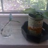 Networx practices what it preaches. Here is a tin can planter in a Networx writer's apartment. 