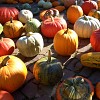 This assortment of squash and gourds offers unlimited Halloween fun potential. (Manny Proebster/sxc.hu)