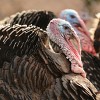 Get a load of the snoods on these wild turkeys! (Photo: yousif waleed/sxc.hu)