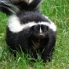 Photo of striped skunk by torli/sxc.hu.