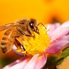 A honeybee collects nectar from a flower. (njmcc/istockphoto.com)