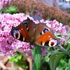 Photo of a butterfly landing on a lilac bloom by Zitrussa/sxc.hu.