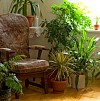 Photo of house plants and a vintage chair by lightkeeper/istockphoto.com.