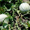 Photo of green melons in an organic garden by poseidone/istockphoto.com.
