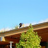  Those aren't weedy gutters! That's a living roof on one of Seattle's libraries.   Photo: benet2006/Flickr