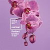 Pantone's Radiant Orchid