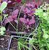 A dazzling array of self-seeders, including purple orach (center), one of my personal favorites. Photo: rebecca f/Flickr