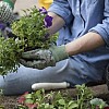 Planting petunias/courtesy of Scotts Miracle-Gro