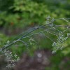 Fennel that has flowered and set seed (bolted).  Photo by Erica Glasener.