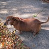 This fat Dachsund is so cute, but might have a thyroid problem. (jennalex/Flickr)