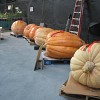 Giant pumpkins at the National Heirloom Expo. --Jordan