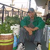 Mike Lieberman in his urban organic garden in Los Angeles.