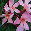 Oleander is pretty, but poisonous.  Photo: The Equinist/Flickr.