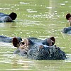 Pablo Escobar's hippos. www.ficg/sxc.hu