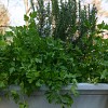 My own big and beautiful Italian flat leaf parsley. -- Erica