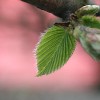 A hornbeam leaf.  Photo: ArminH/stock.xchng