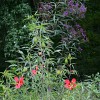 Vernonisa novaborensis &amp; Hibiscus coccineus are often mistaken for weeds.  Photo by Erica Glasener.