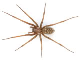 spider image