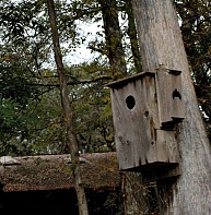 Bird and Bat Houses: Chris Winters/flickr (cropped)