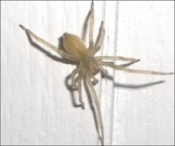 yellow sac spider