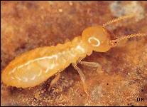 termites