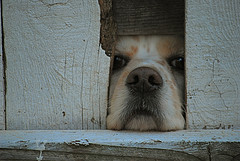 Cocker Spaniel Through the Fence