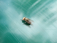 Horse Fly