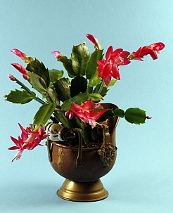 This Christmas cactus looks gorgeous in an antique copper pot. (Photo: spider56/istockphoto.com)
