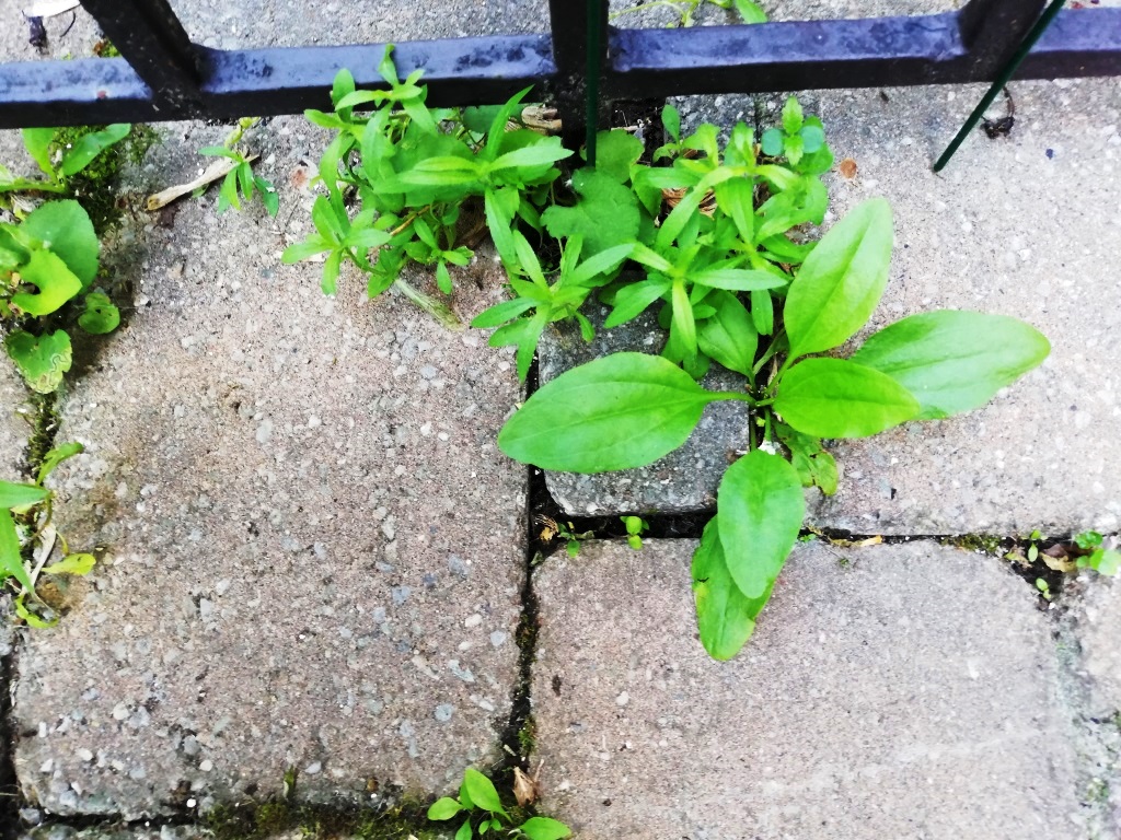 Weeds between pavers BEFORE/Laura Firszt