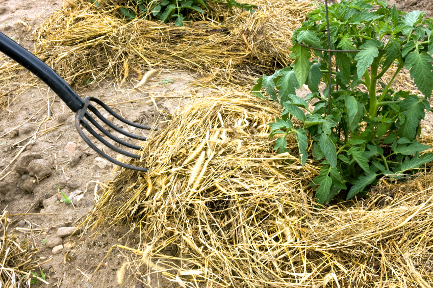 Photo of garden mulch by Dcwcreations/istockphoto.com.