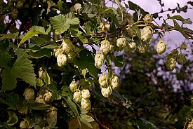 Hop on Pop! Hops are big in gardening this year.   Photo: Andy Rogers/Flickr