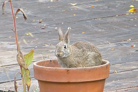 Learn more about this compost superstar below... Photo: Jinx McCombs/Flickr