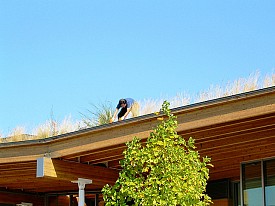  Those aren't weedy gutters! That's a living roof on one of Seattle's libraries.   Photo: benet2006/Flickr
