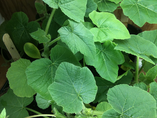 Pumpkin seedlings thrive under grow lights. Photo: Amy Gaertner/Flickr