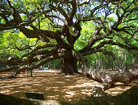 The Angel Oak Tree is a legendary oak tree in John's Island, SC. Photo by Charleston's TheDigitel/Flickr.