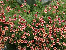 Agave scbra x 'Fernandi Rex' with Calibrachoa 'Coralberry Punch'. Photo by the author, Erica Glasener.