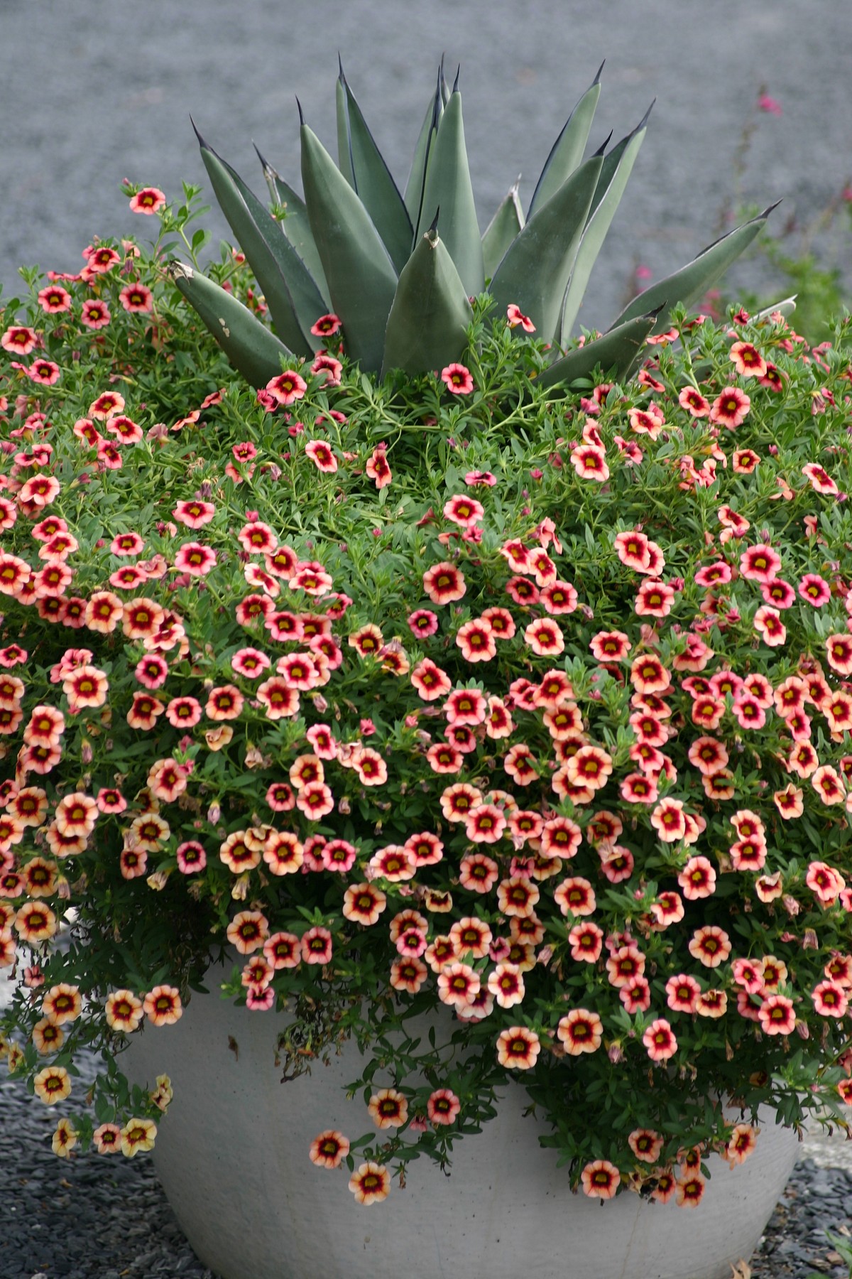 Agave scbra x 'Fernandi Rex' with Calibrachoa 'Coralberry Punch'. Photo by the author, Erica Glasener.