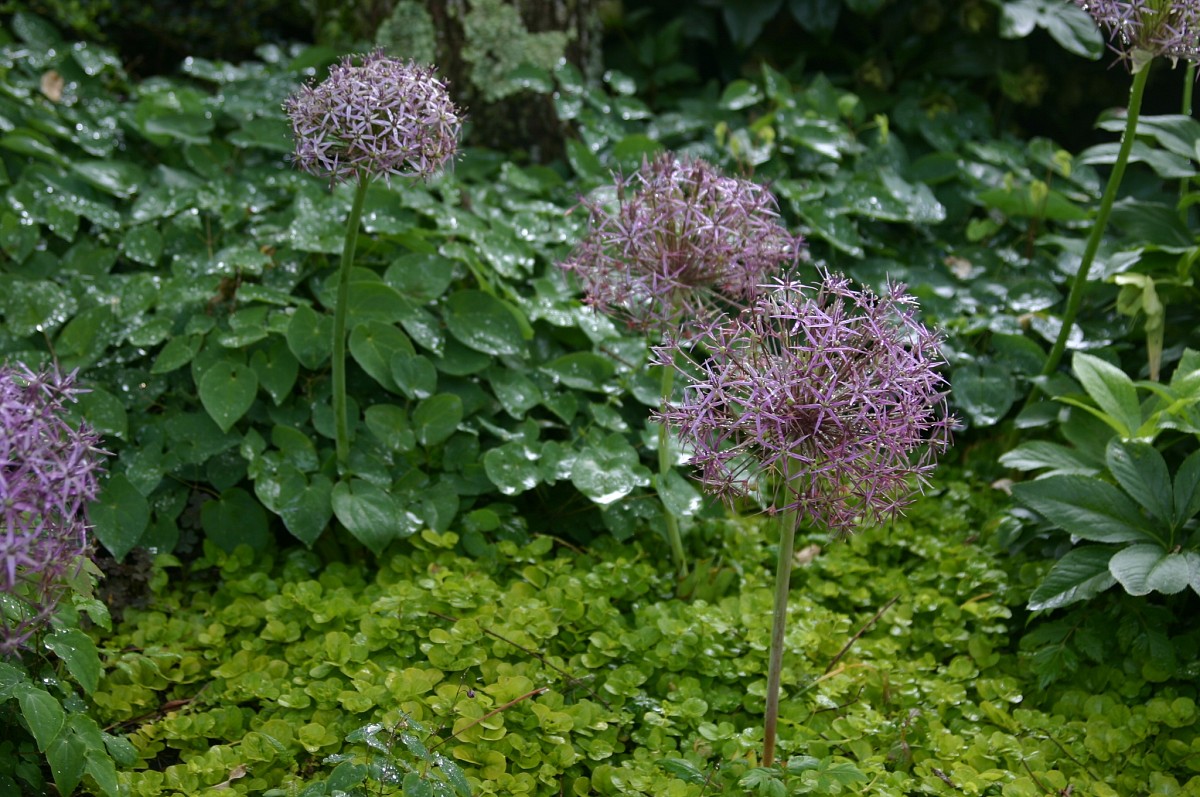 Allium christophii, Lysimachia and Epimedium.  Photo by Erica Glasener.