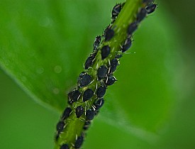 Aphids.  Photo: rgrabe/stock.xchng