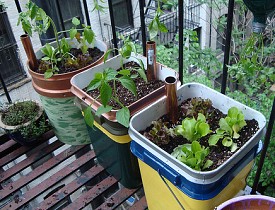 Food grows on the author's former Manhattan fire escape. Photo by Mike Lieberman.
