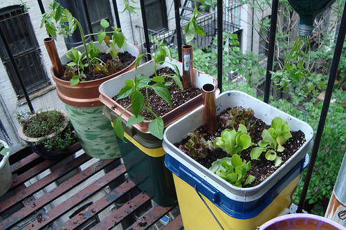 Food grows on the author's former Manhattan fire escape. Photo by Mike Lieberman.