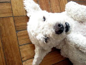 An extremely cute poodle takes a break from exercise to relax on a hardwood floor. (Photo: alvimann/Morguefile.com)