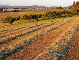Straw fertilizes crop rows. (Photo: Craig Goodwin/sxc.hu)