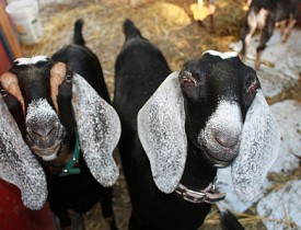 Nubian goats on Marty Johnson's farm. Photo by s.e. smith.