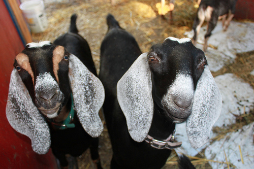 Nubian goats on Marty Johnson's farm. Photo by s.e. smith.