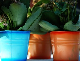 I love these containers! They are such cute little homes for house plants. (Photo: oxxider/sxc.hu)